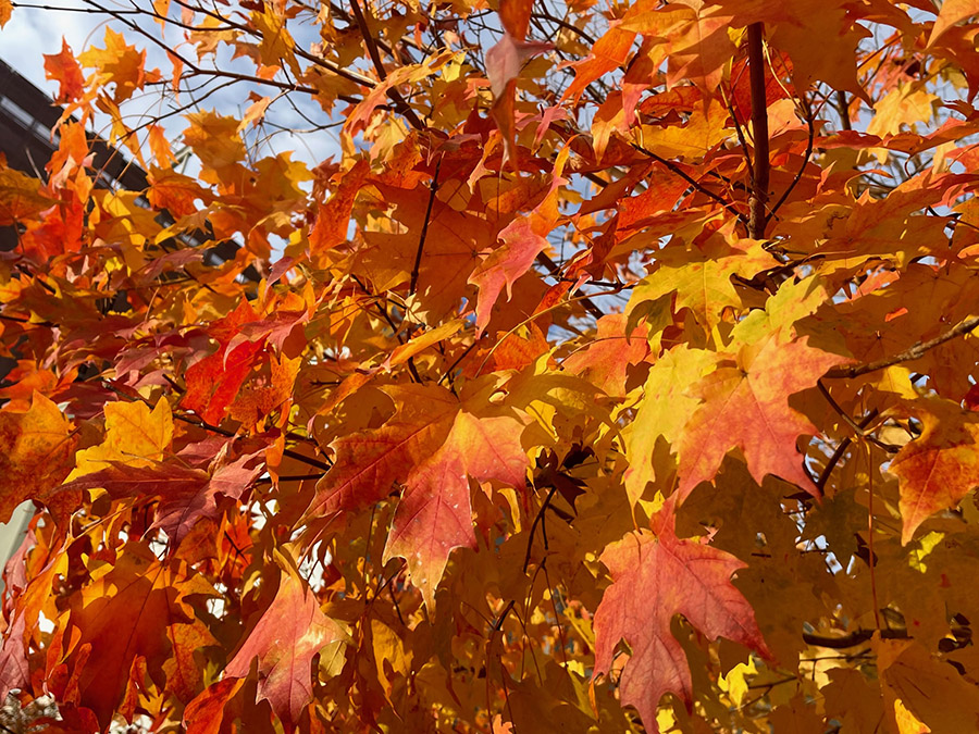 Autumn leaves